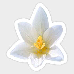 White Crocus Close Up No Background Sticker